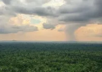 desmatamento no cerrado