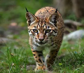 gato selvagem extinto