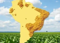 exportação de soja