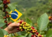 Café e carnes do Brasil ficarão isentos de novo tarifaço dos EUA