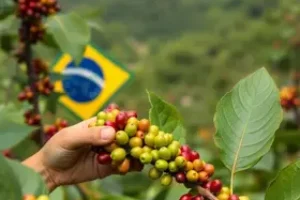 Café e carnes do Brasil ficarão isentos de novo tarifaço dos EUA